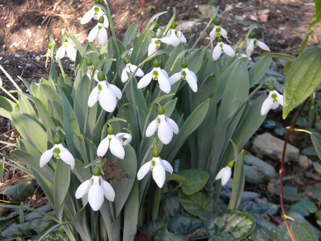 Perce neige.jpg