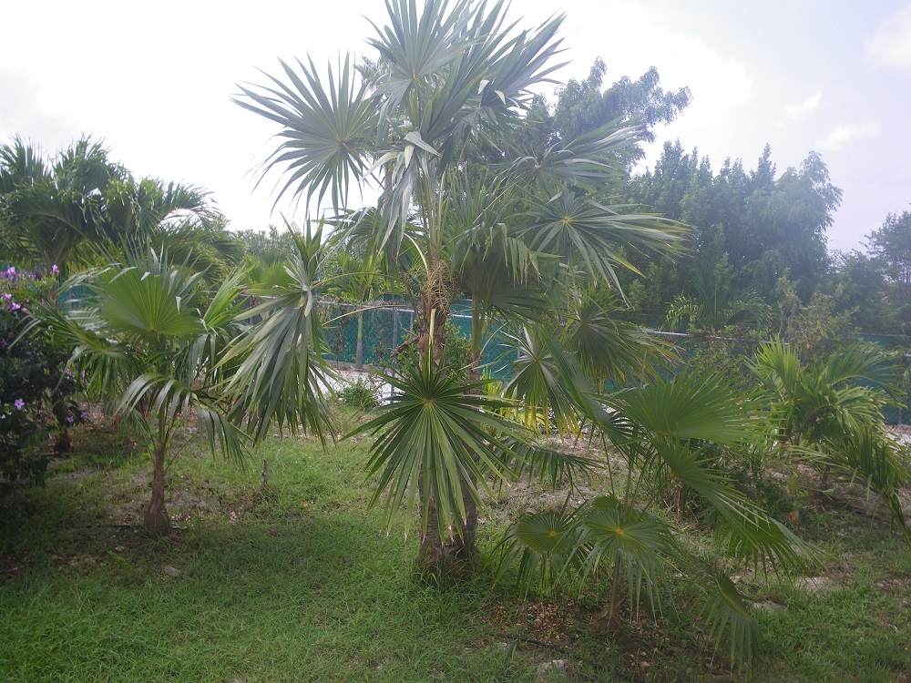 coccothrinax barbadensis -.jpg