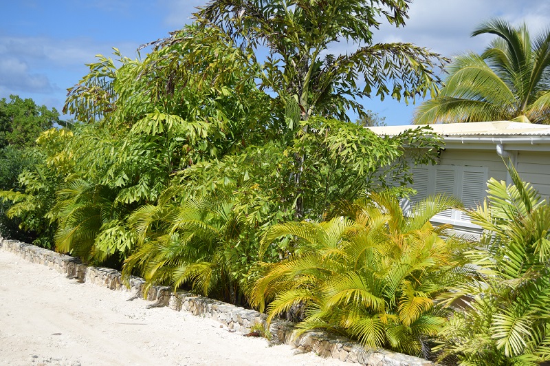 Caryota mitis et Dysis decipiens -.jpg