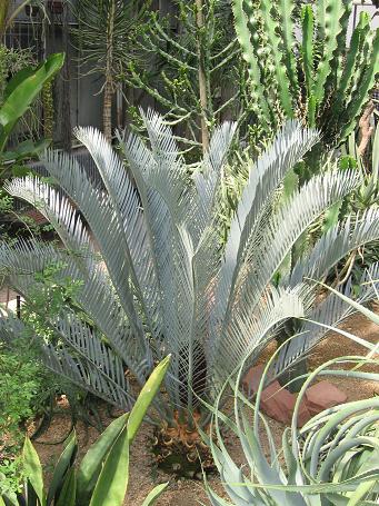 Encephalartos.JPG