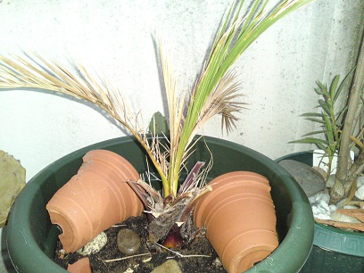P29-09-10_19.51.JPG
