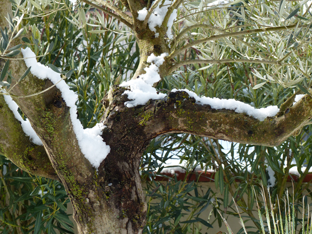 P1020468fh.jpg