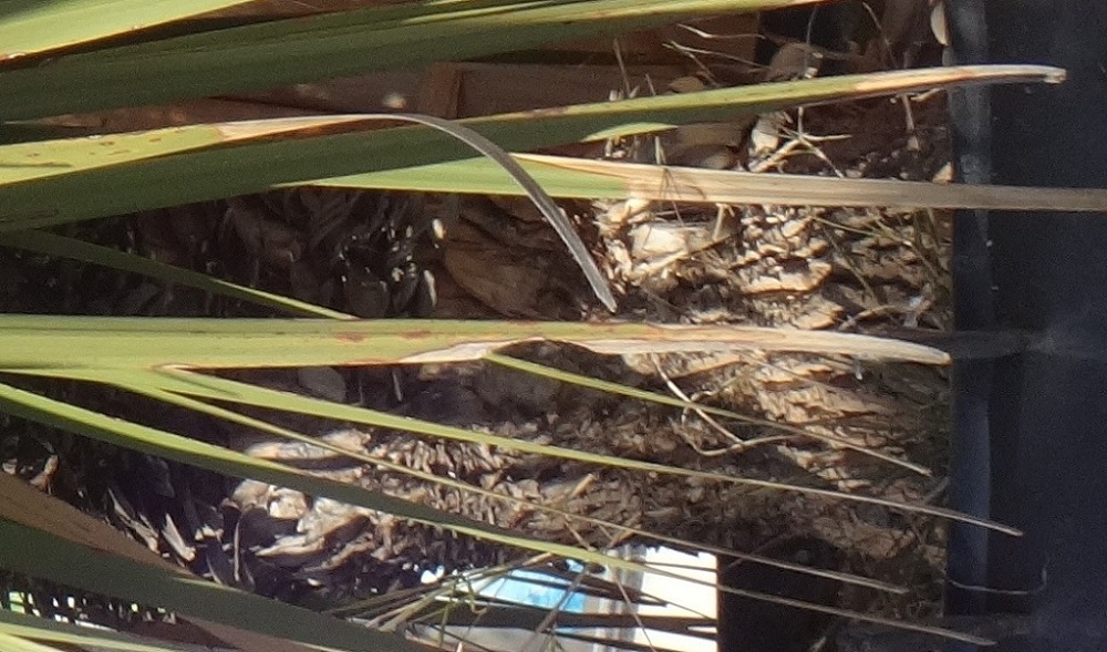 DSC00778 - Copie.JPG