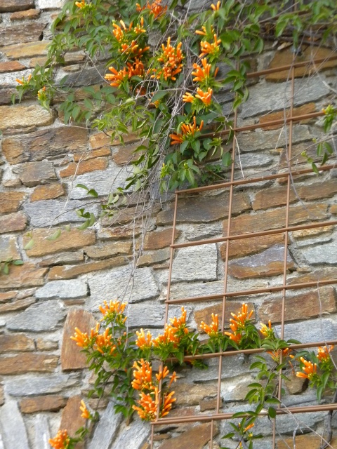 Pyrostegia venusta ( Bormes les mimosas salle des fêtes ).jpg