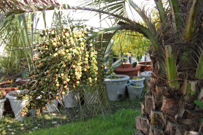 20141017_8276_1.JPG