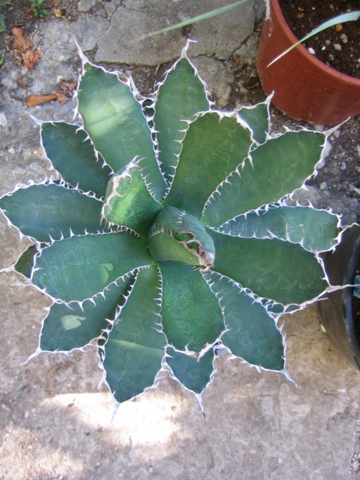 agave horrida 008 [640x680].jpg
