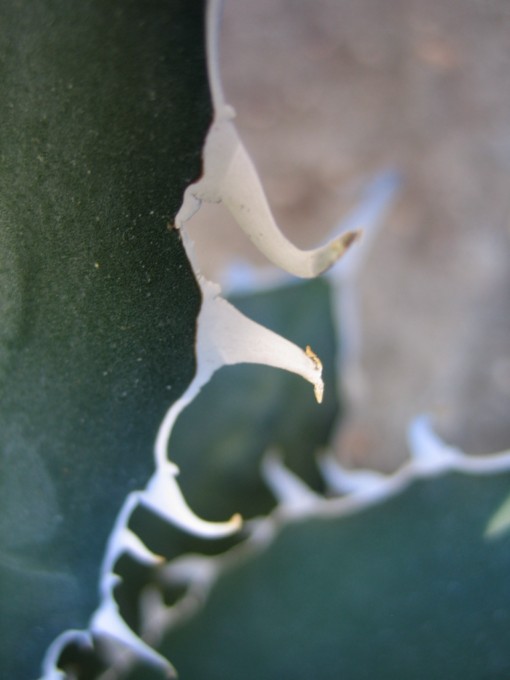 agave horrida 005 [640x680].jpg
