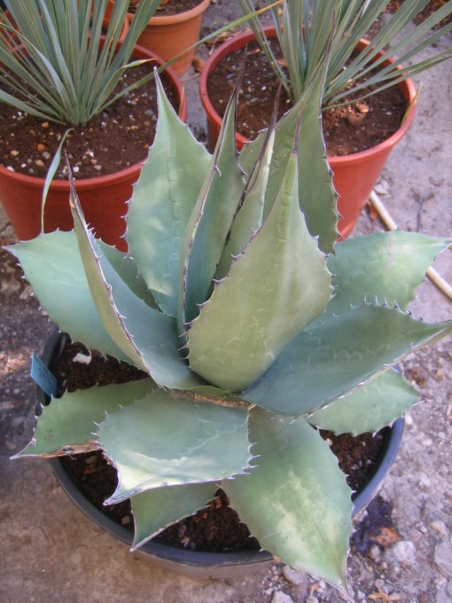 agave havardiana 001 [640x680].jpg