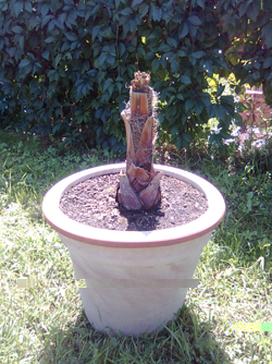washingtonia robusta mort.JPG