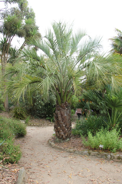 Butia capitata 20140727_4416_1_1.JPG