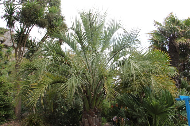 Butia capitata 20140727_4417_1_1.JPG