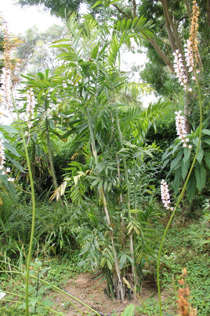 Chamaedorea (microspadix) 20140727_4815_1_1.JPG