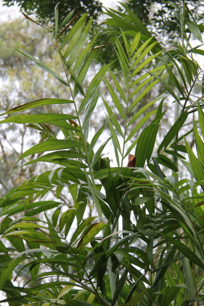 Chamaedorea (microspadix) 20140727_4818_1_1.JPG