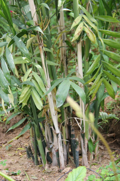 Chamaedorea (microspadix) 20140727_4820_1_1.JPG