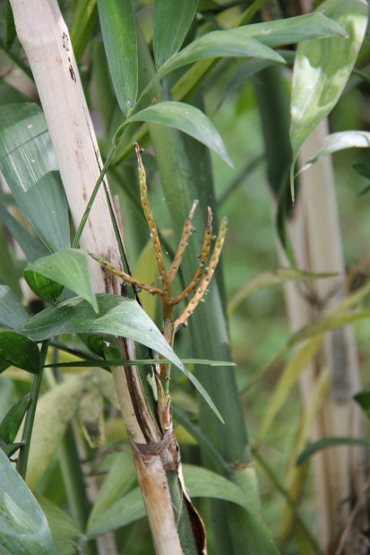 Chamaedorea (microspadix) 20140727_4822_1_1.JPG