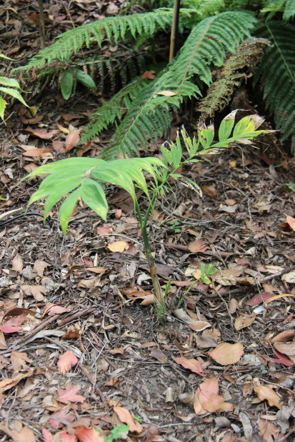 Chamaedorea klotzschinia 20140727_4844_1_1.JPG