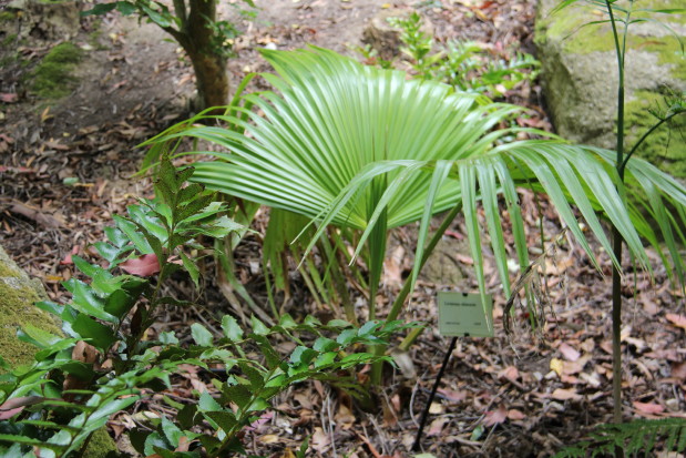 Livistona chinensis 20140727_4848_1_1.JPG