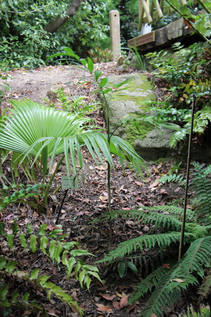 Chamaedorea klotzschinia 20140727_4845_1_1.JPG