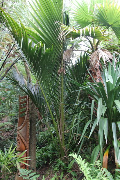 Rhopalostylis sapida 20140727_4831_1_1.JPG