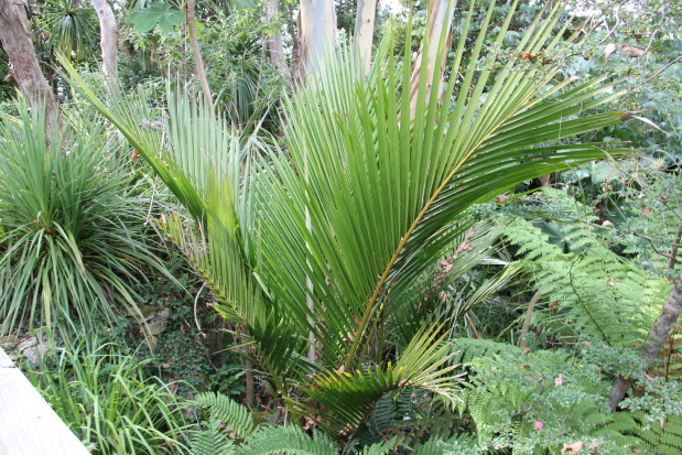 Rhopalostylis sapida 20140727_4897_1_1.JPG