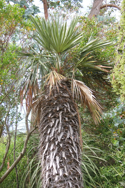 Trithrinax campestris 20140727_4955_1_1.JPG