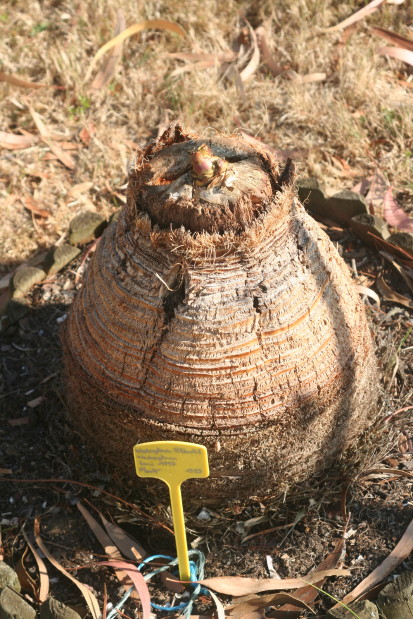 Washingtonia robusta 2 20100726_9454_1.JPG