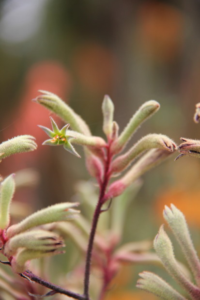 Anigozanthos flavidus 20140727_3866_1_1.JPG