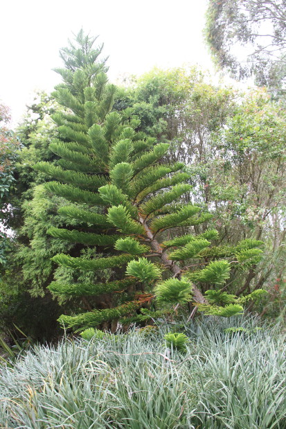 Araucaria columnaris 20140727_4383_1_1.JPG