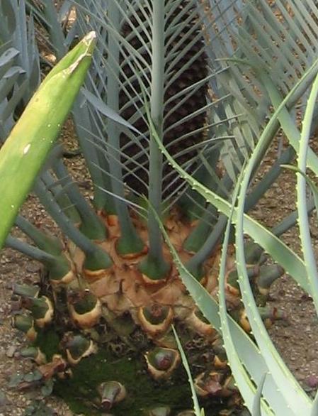Encephalartos-base.JPG