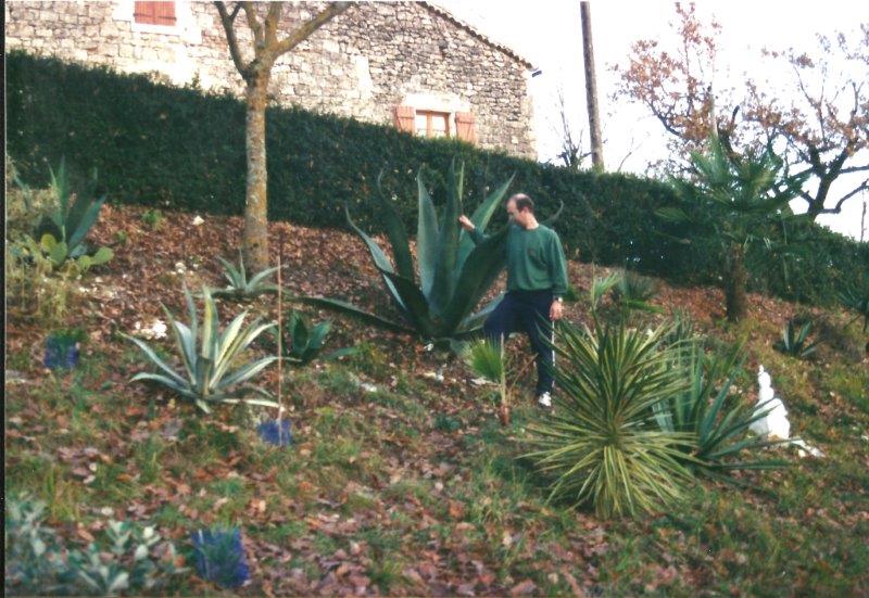 agave atrovirens.jpg