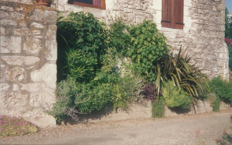 Plantes1.jpg