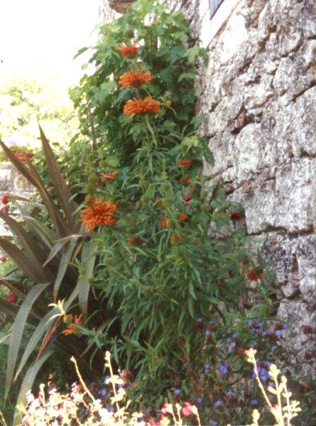 Leonotis.jpg