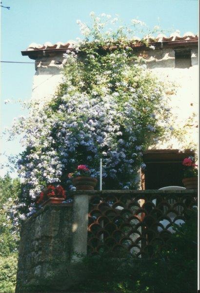 Plumbago2.jpg