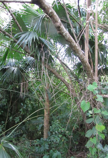 Dans le sous-bois, les Coccothrinax barbadensis 4.jpg