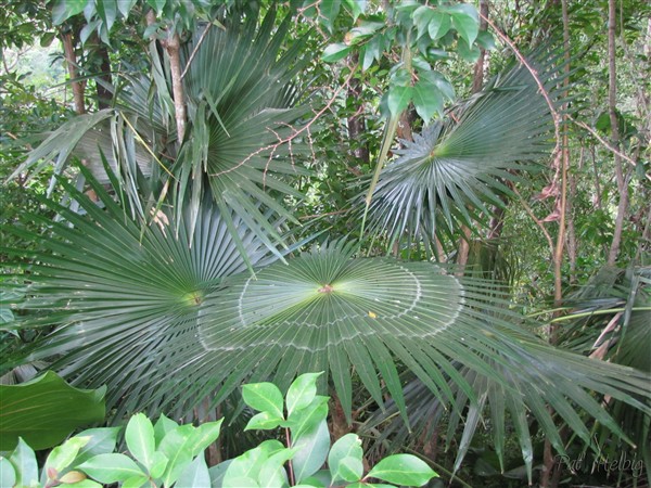 Dans le sous-bois, les Coccothrinax barbadensis 2.jpg