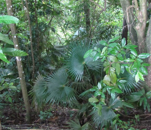 Dans le sous-bois, les Coccothrinax barbadensis 1.jpg