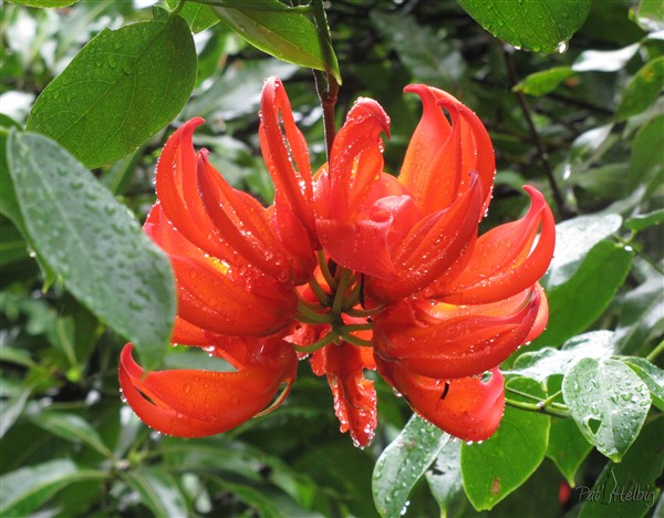 Le Mucuna novo-guineensis 2.jpg