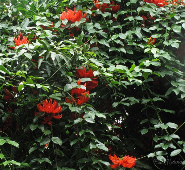 Le Mucuna novo-guineensis 1.jpg