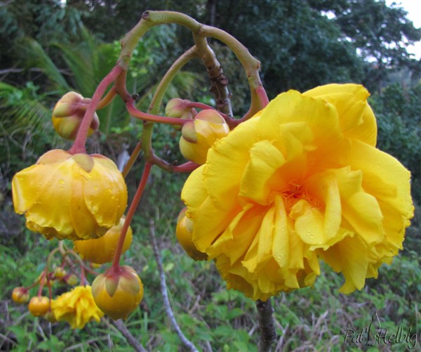 La rose du Pérou-Cochlospermum religiosum 2.jpg