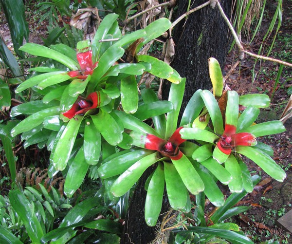 Les Bromeliacées  fleurissent.jpg