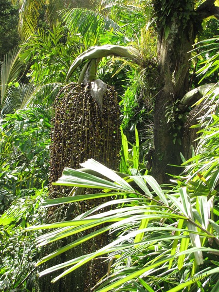 Le Caryota urens dont les infrutescences arrivent vers le bas du stipe 2.jpg