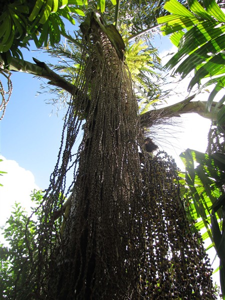 Le Caryota urens dont les infrutescences arrivent vers le bas du stipe 1.jpg
