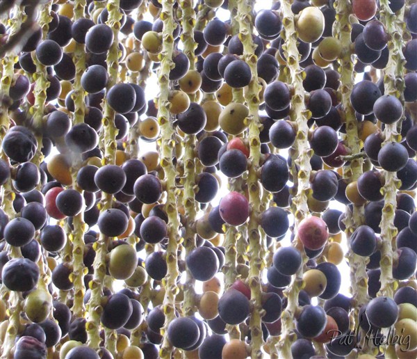 Le Caryota urens dont les infrutescences arrivent vers le bas du stipe 3.jpg