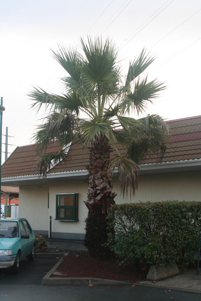 Washingtonia filifera 20101109_1948_1.JPG