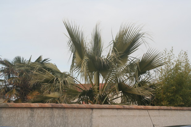 Washingtonia filifera 20090116_0016_1.JPG