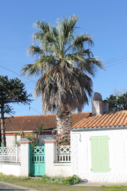 Washingtonia filifera 20121113_9302_1.JPG