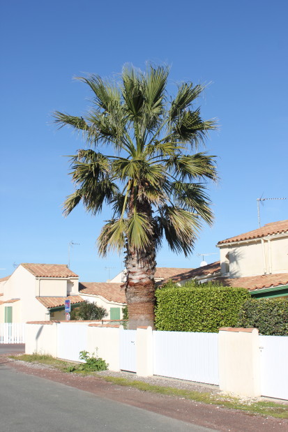 Washingtonia filifera 20121113_9323_1.JPG