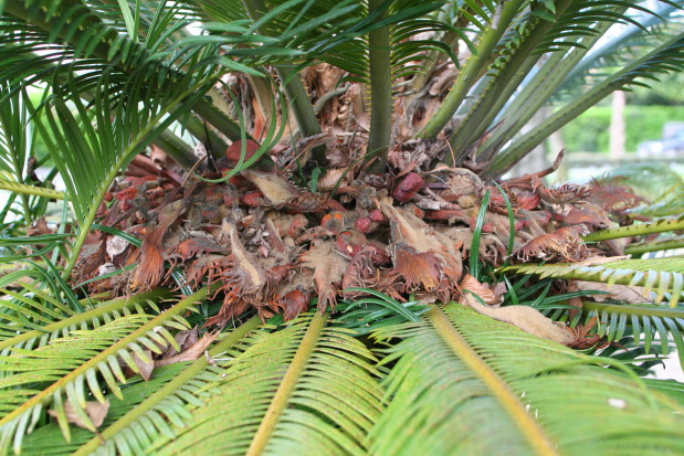 Cycas revoluta femelle 20060324_0031_1.JPG