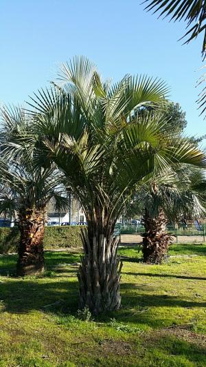 Coueron jardin public fevrier 2015 7.jpg