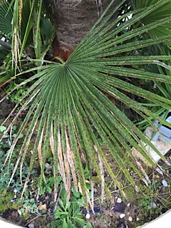 Palmier3.jpg
